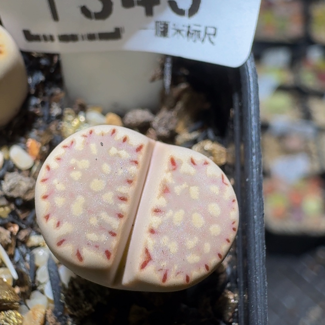 zzzz生石花肉锥1343高特