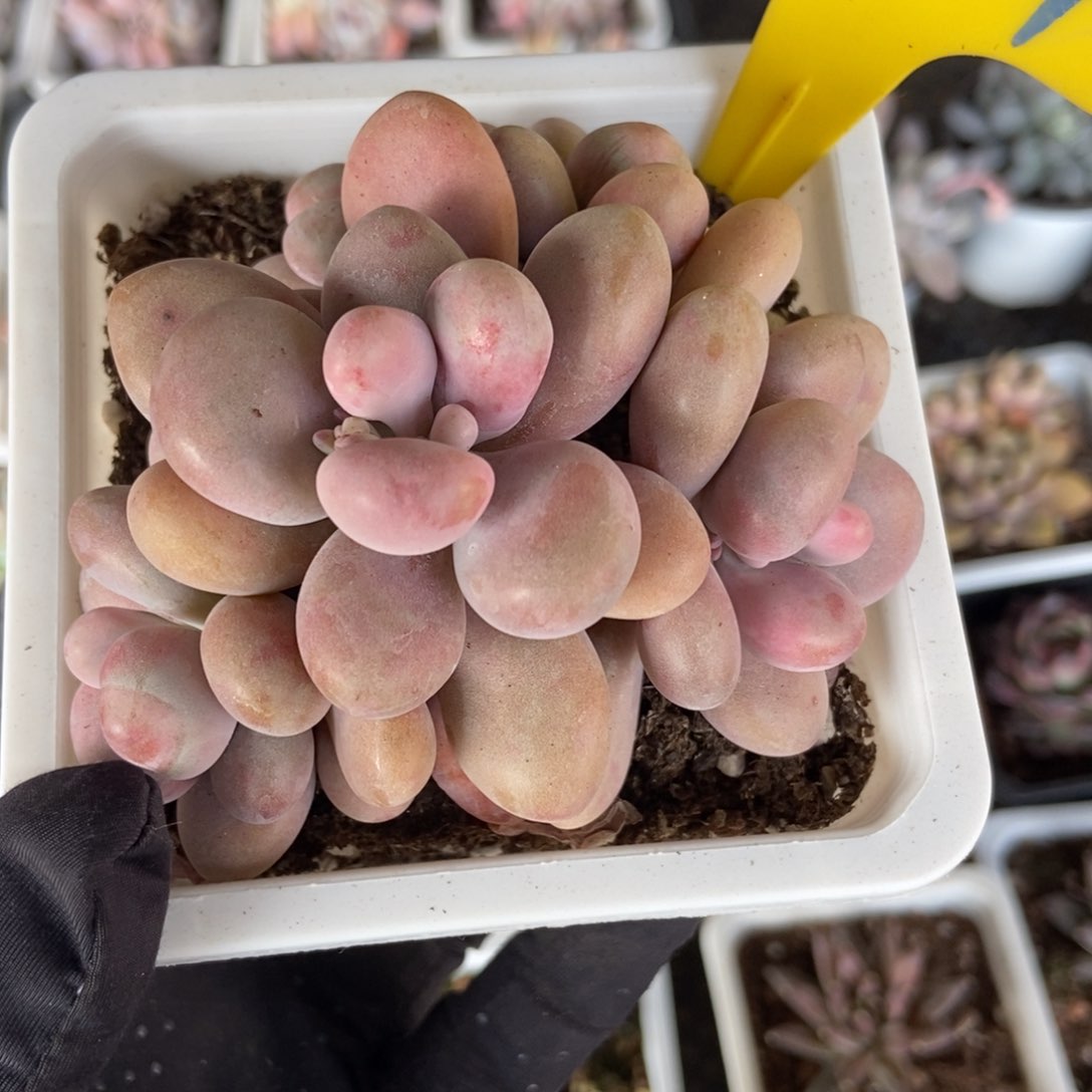 864桃蛋多肉植物保护