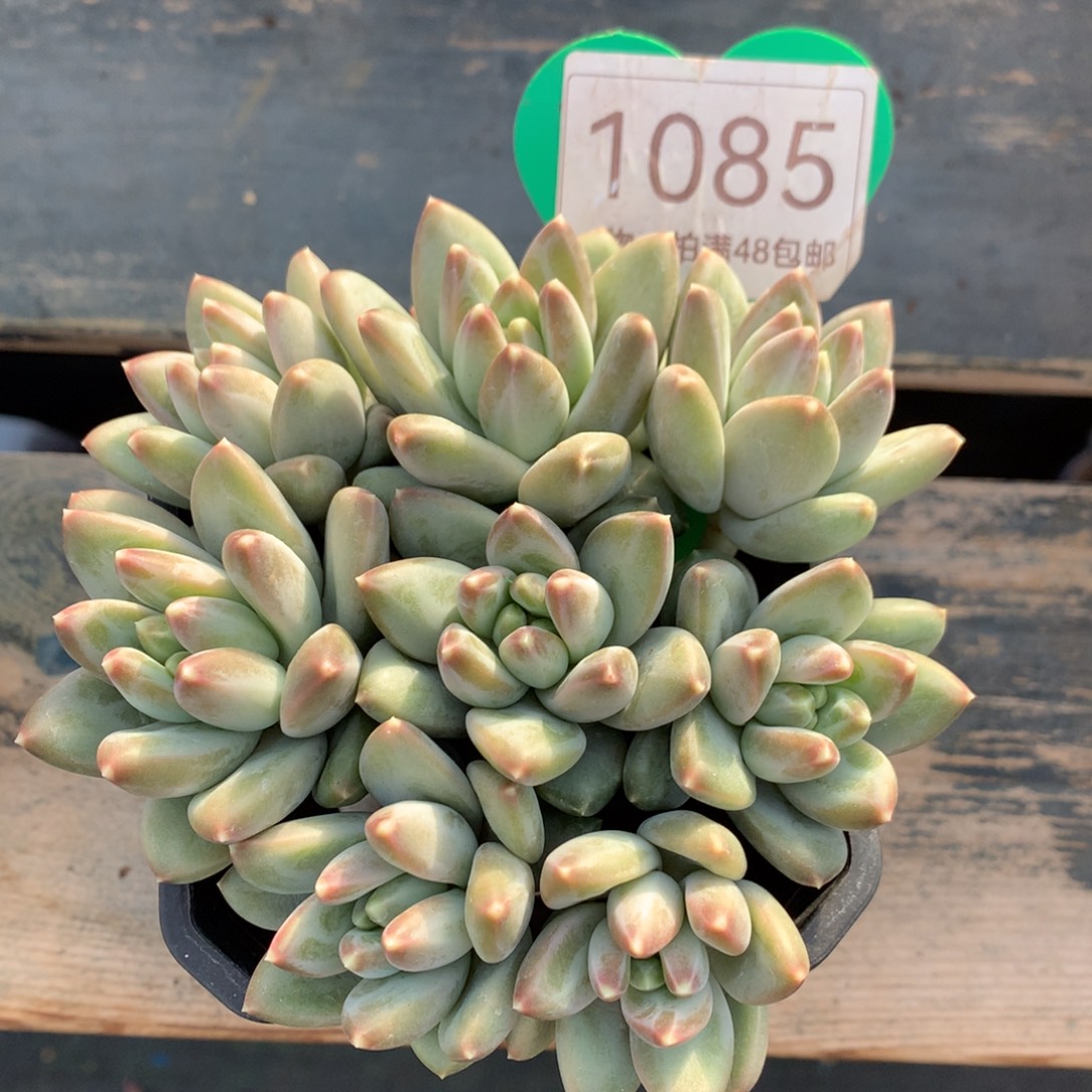 青花瓷无砍平头捧花1085