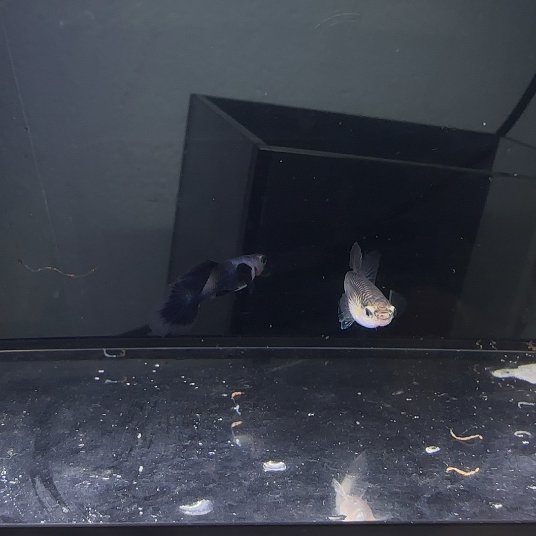 孔雀鱼大耳熊猫一对