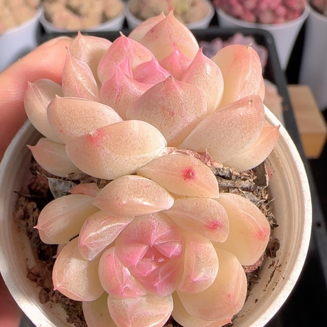 多肉1229-251白桃汽水双头