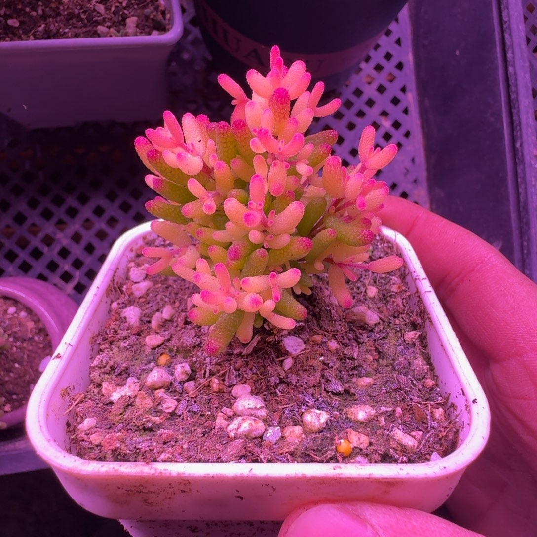 枝干番杏蜜桔糖球飞机猪