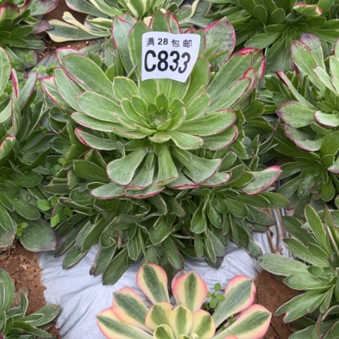 833万彩灯不包断枝