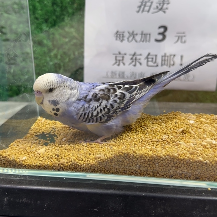 虎皮鹦鹉大头虎皮鹦鹉