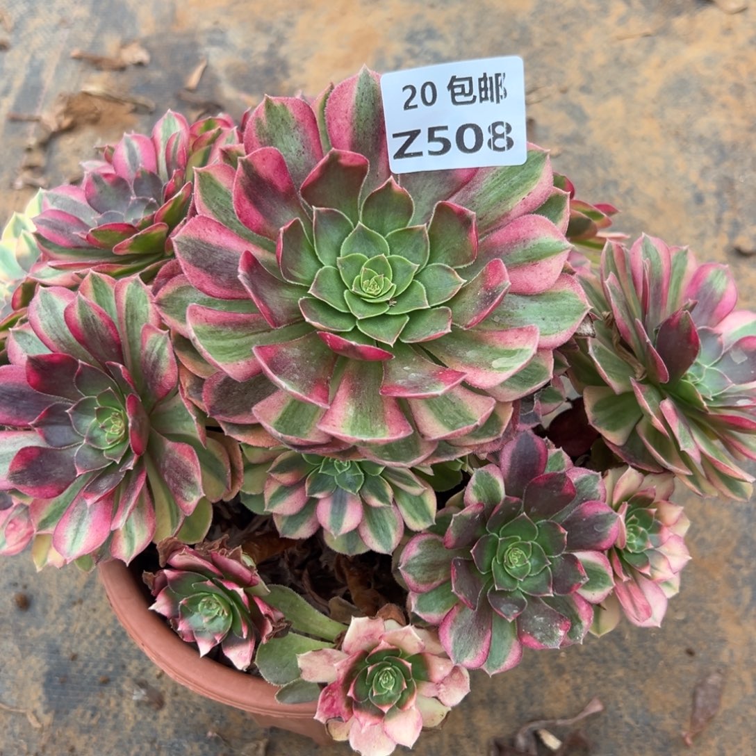 508雨荷，满20不包邮