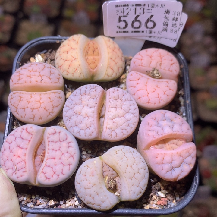 精品生石花213.566