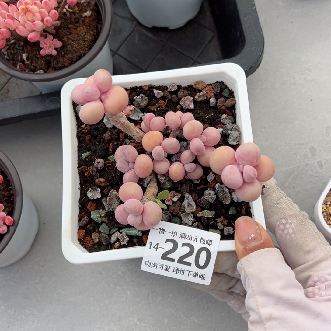 腰子蛋多肉多肉多肉多肉