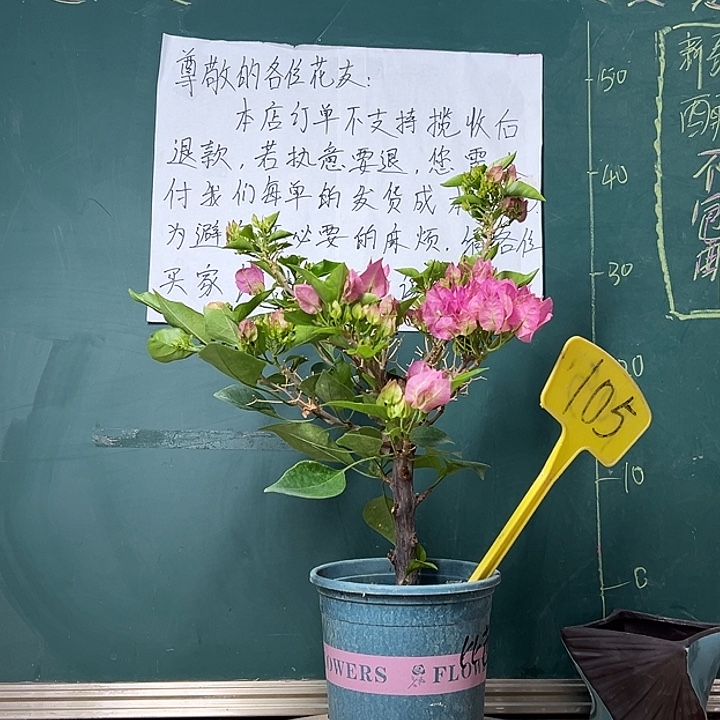 全部花苞 比芭粉 105