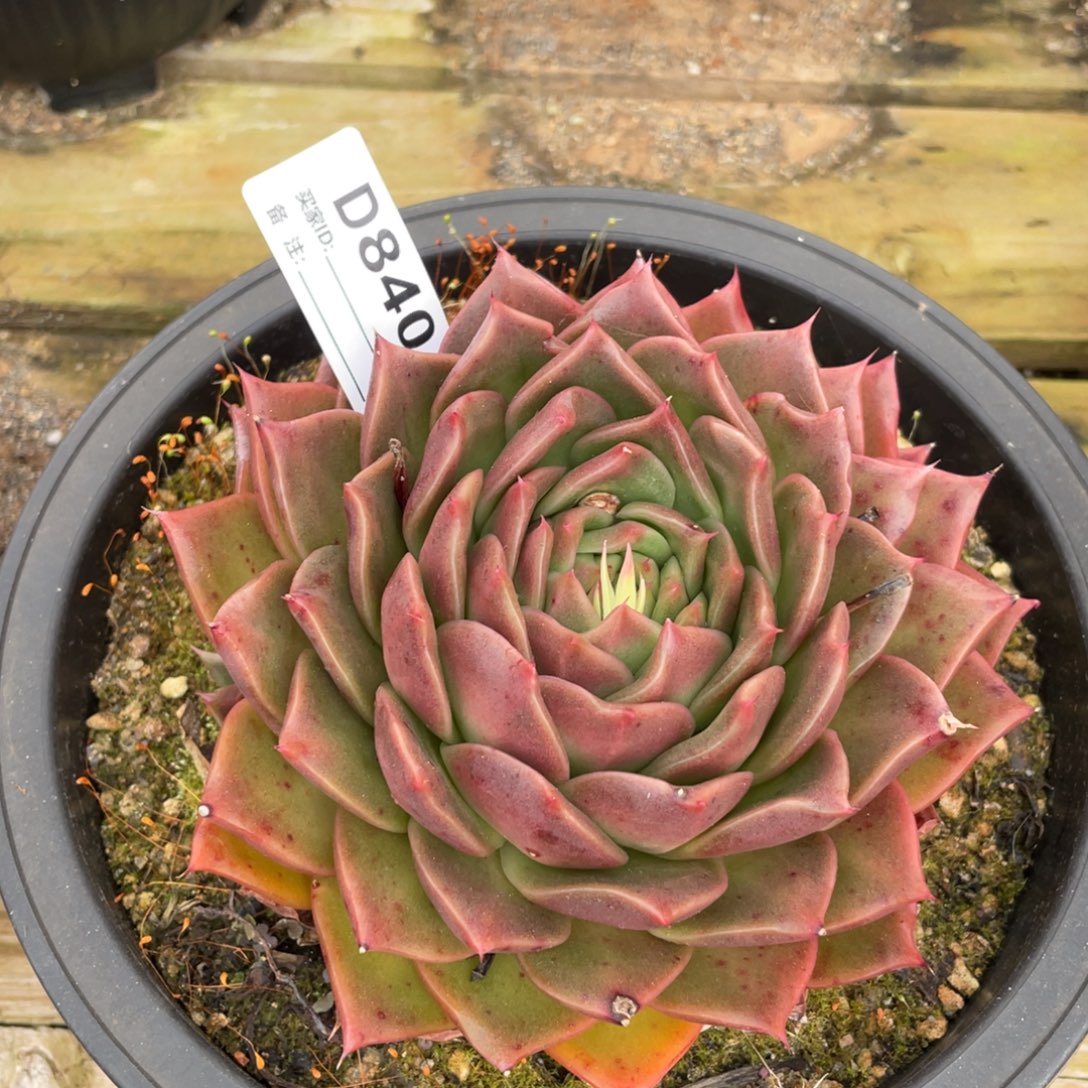 无花朵若如东云单拍D840