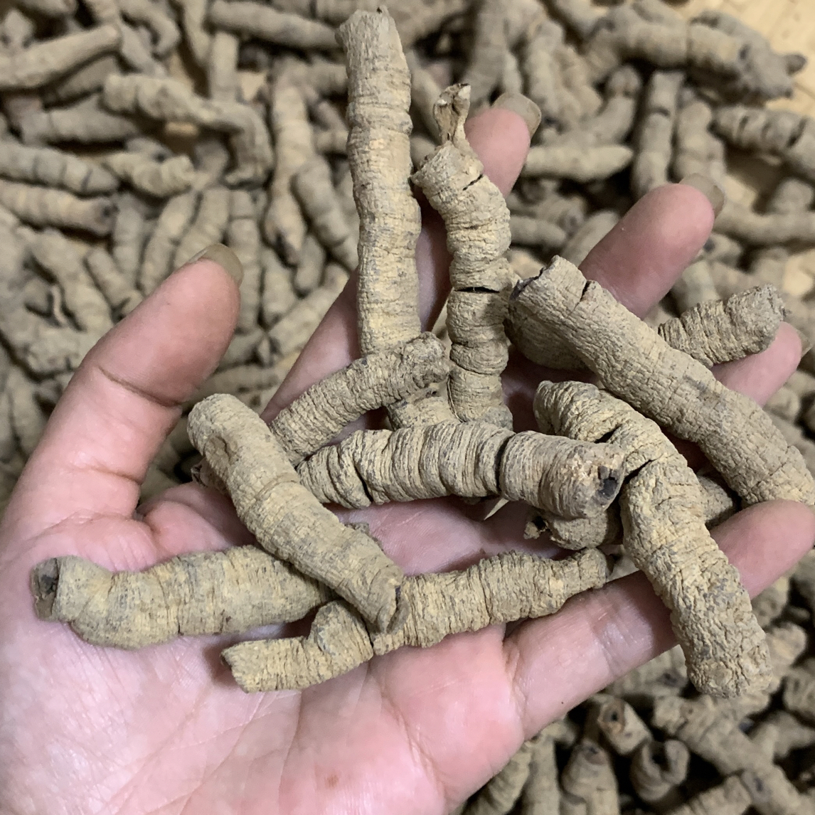 野生老巴条 云南深山好物 抽芯 自然晾晒干 可泡酒煮水