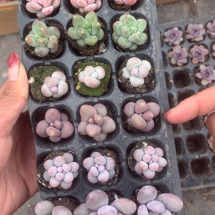 黑橙子 樱花  咖啡 蛋黄 糖果 彩虹 芭比 乘以3