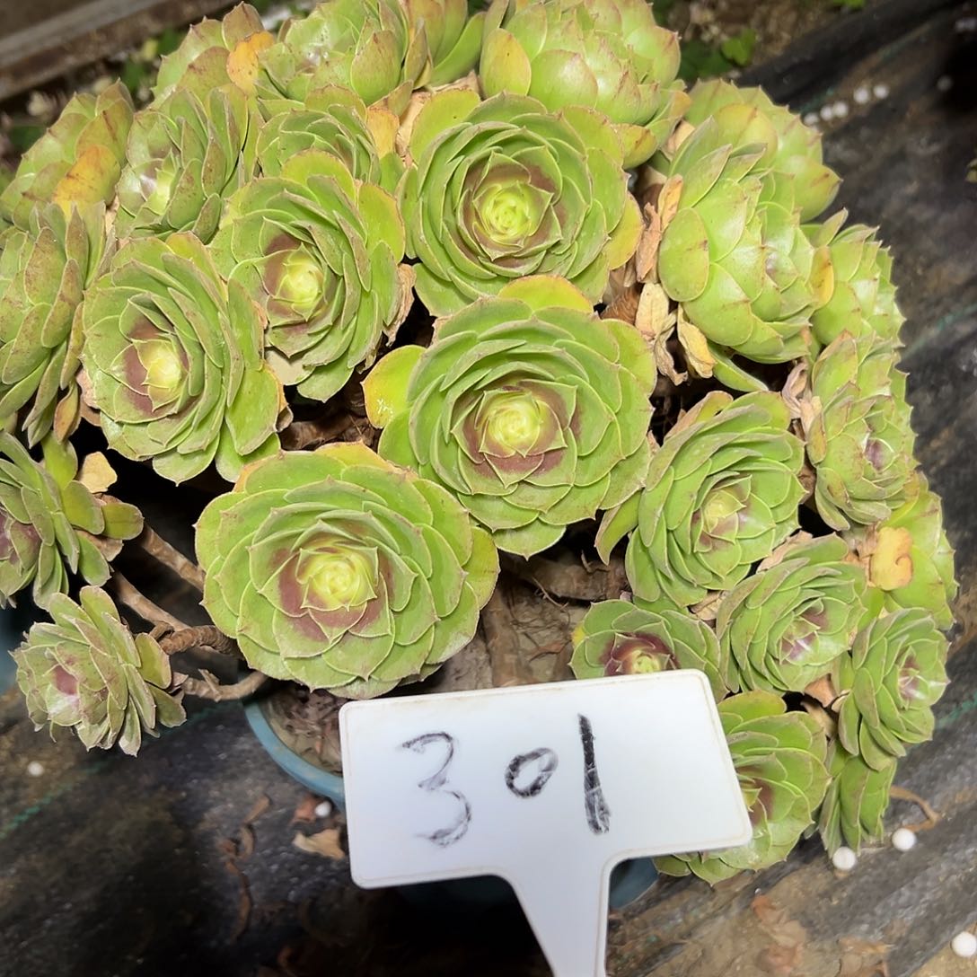 多肉植物万圣节法师301