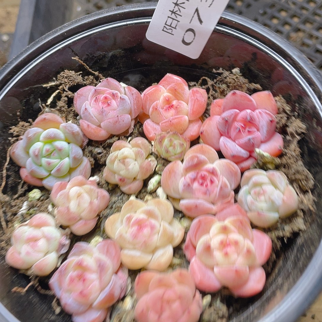 多肉植物多肉植物731