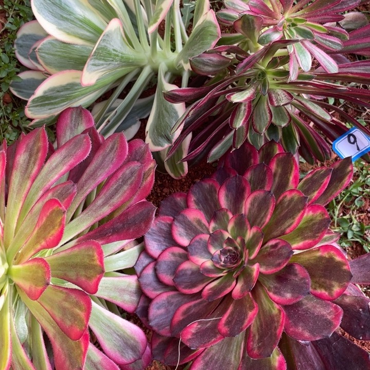 6号法师4个包邮法师