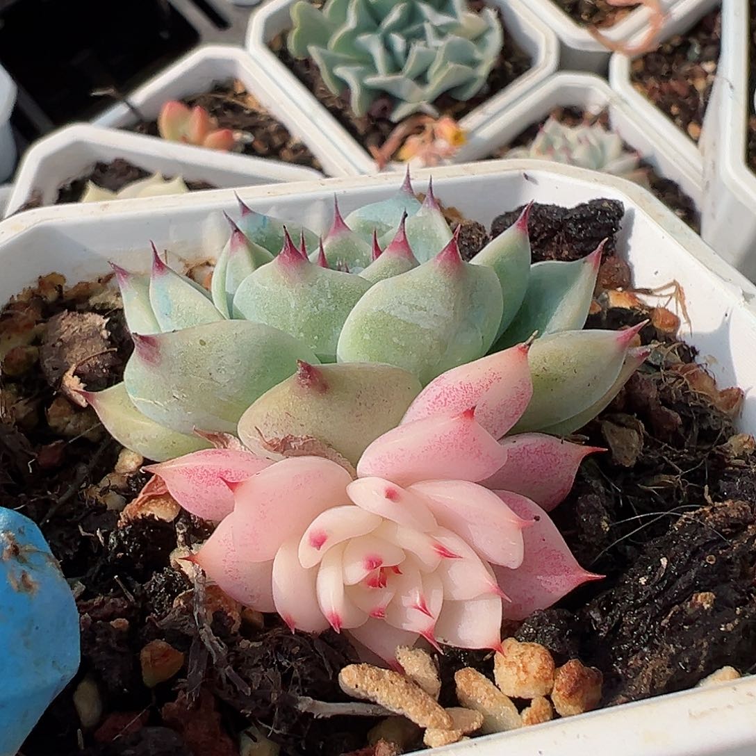 吉娃娃锦，阴阳锦