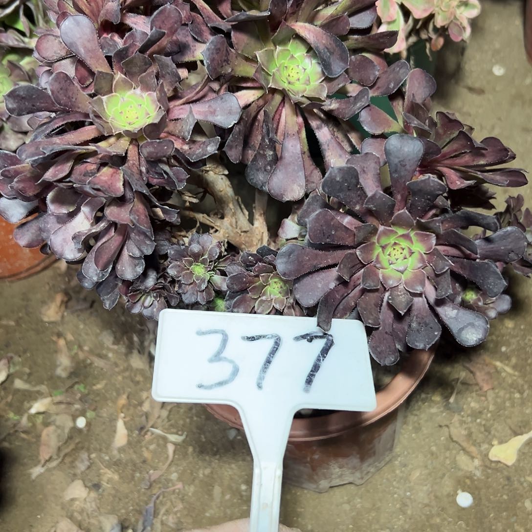 多肉植物铜壶一体化377