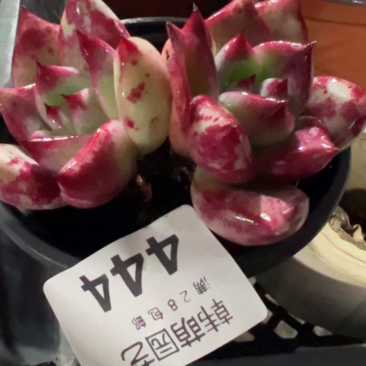 舞***依皮蛋多肉植物444多肉植物