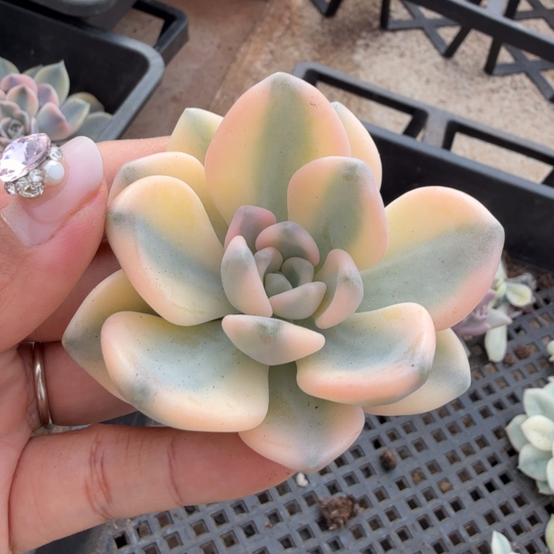 东美人锦超白锦主头