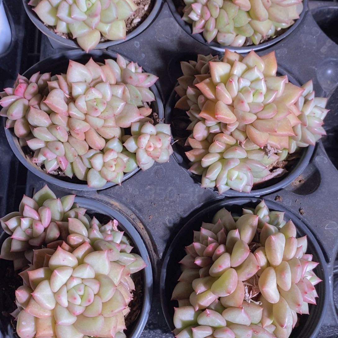 量拍10号 母本黄金象牙多头一个