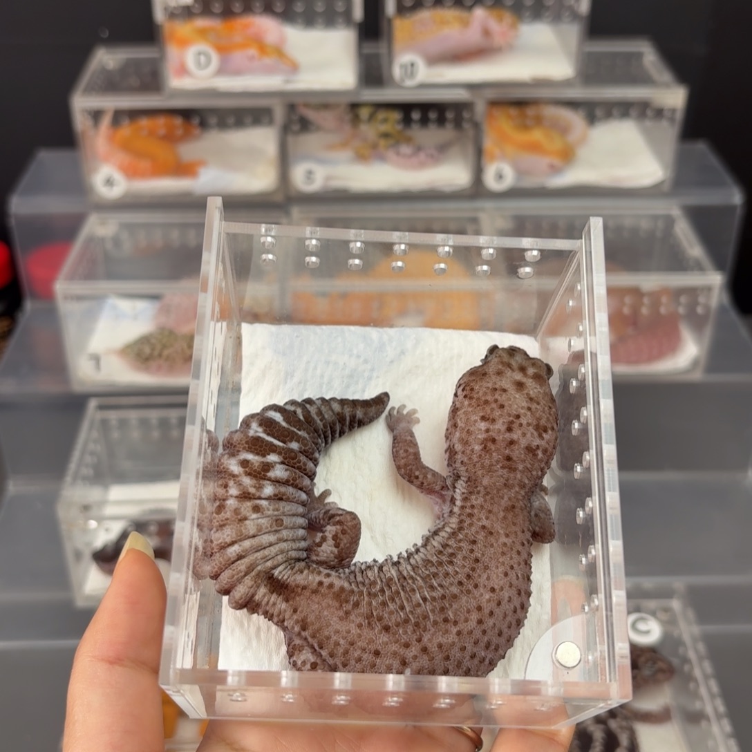 肥尾守宫奥无肥尾