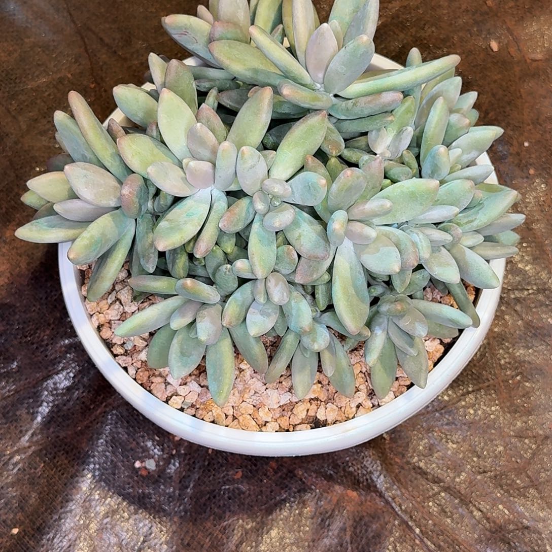 子****白兰地多肉植物寄养