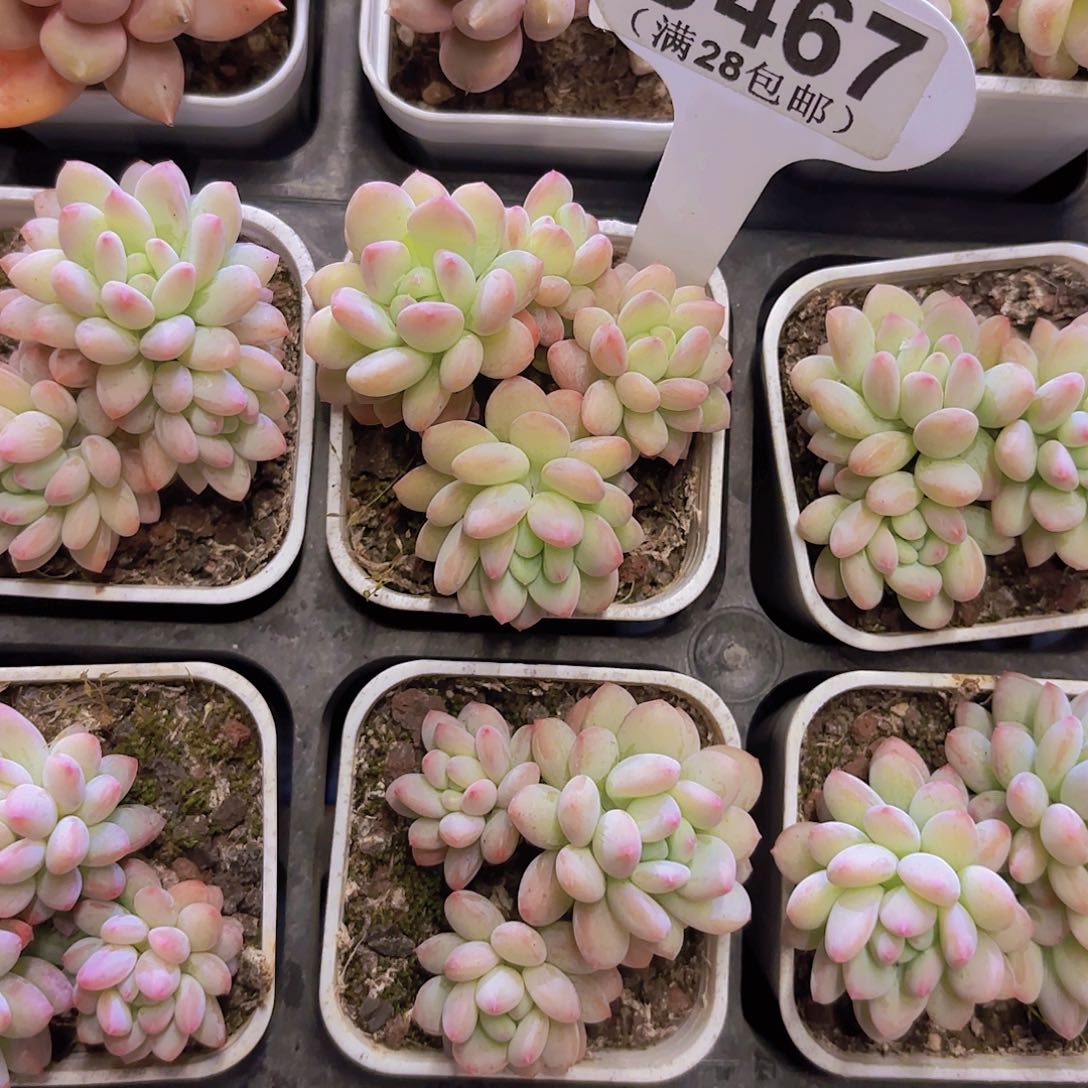 B467冰激凌一物一拍