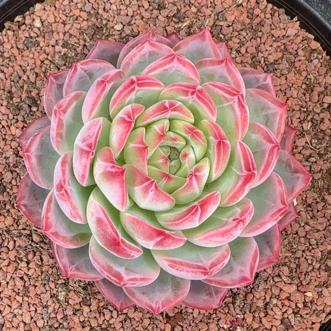 从前慢花园精选多肉大红鸾