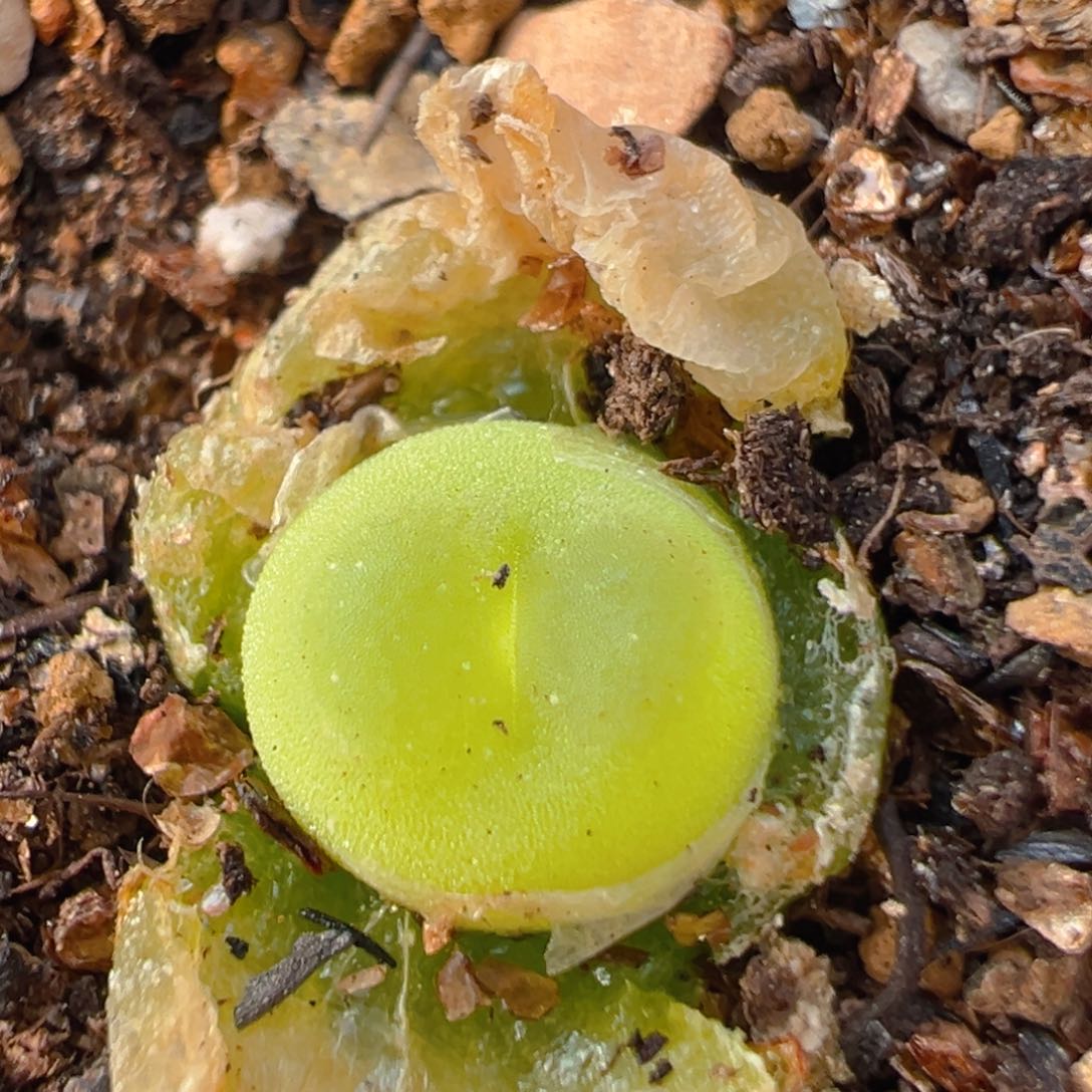 49多肉植物百科知识