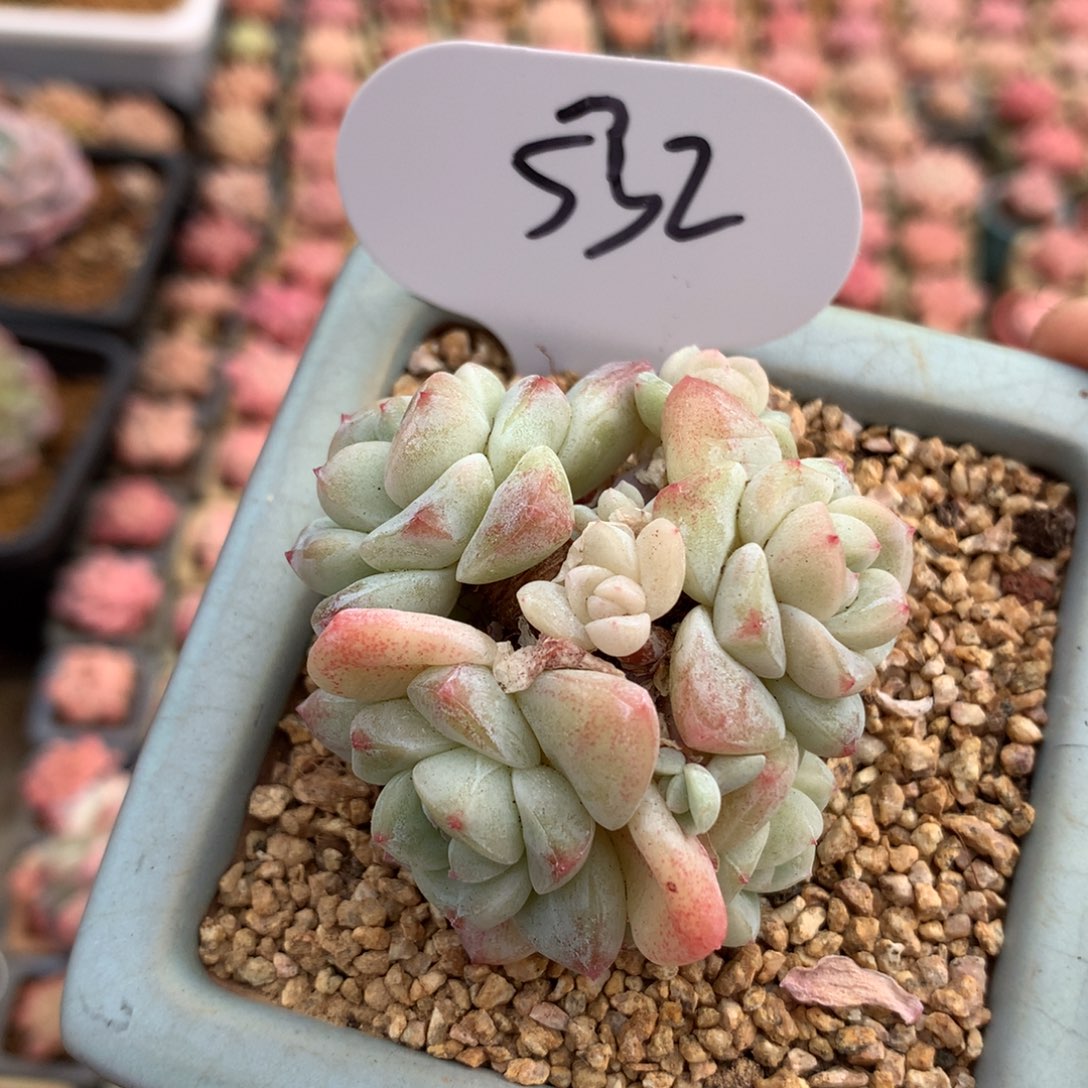 彩9头冰玉专拍532