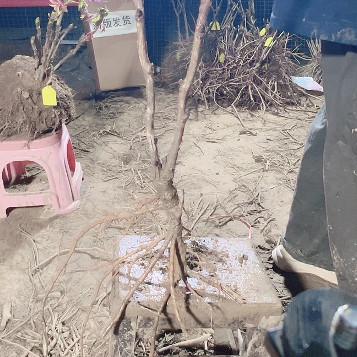 当前无花栽培后可以开花岛津