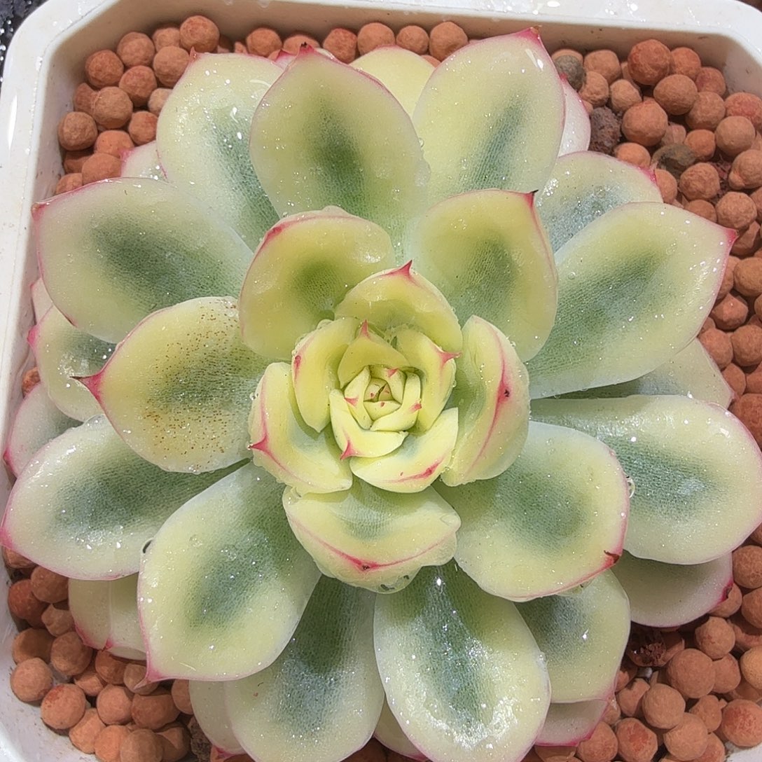 武仙座锦，宽覆轮锦。