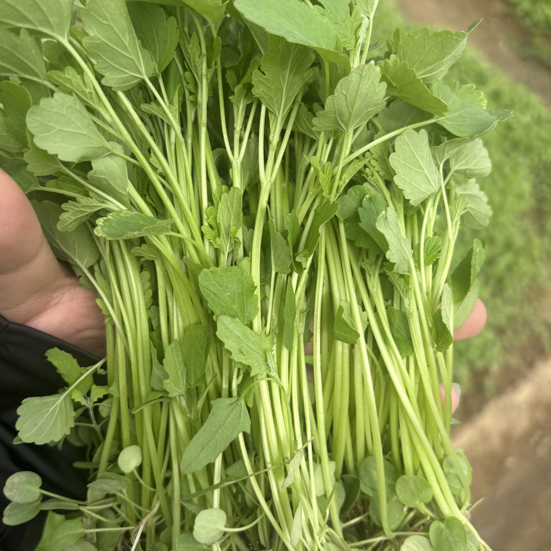 2斤芥兰花2斤益母草