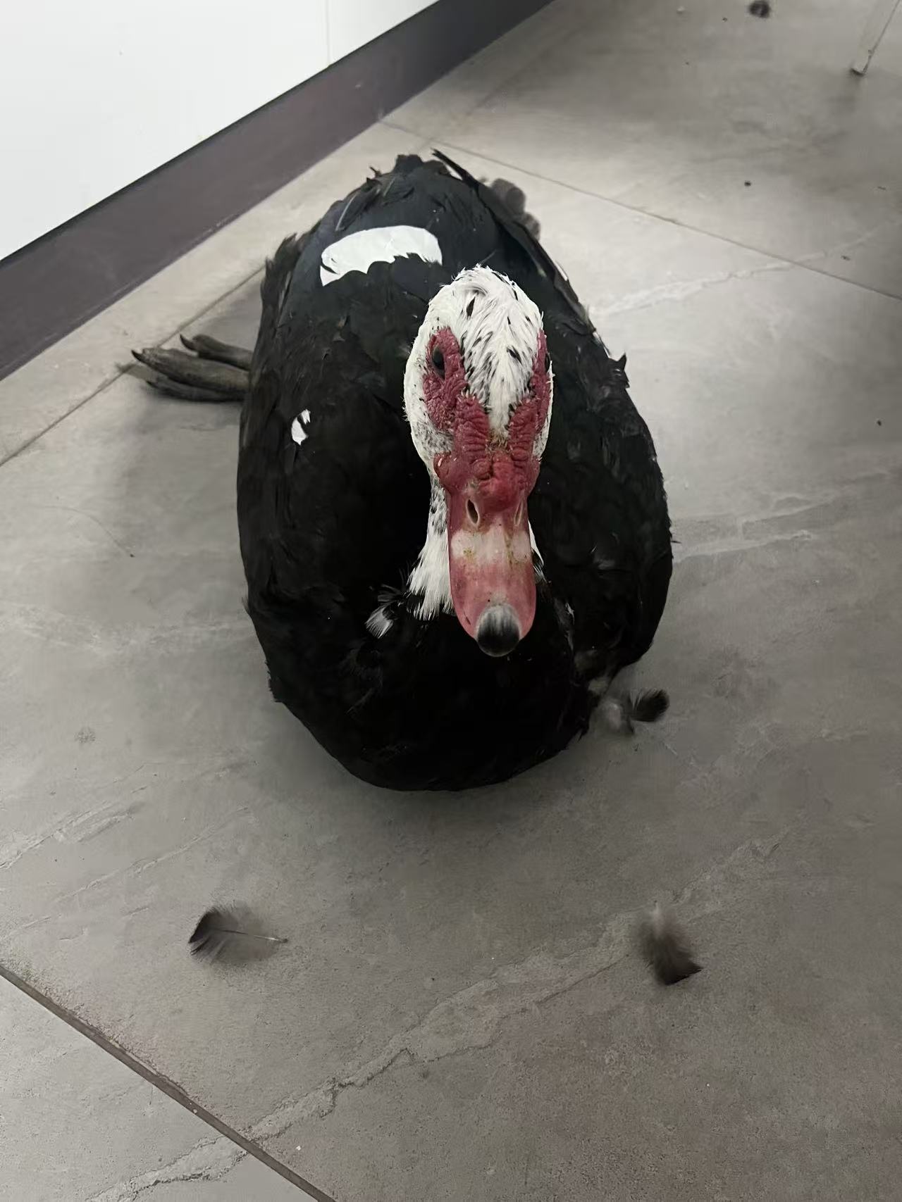 直播间称重链接 一物一拍农家散养番鸭籐子