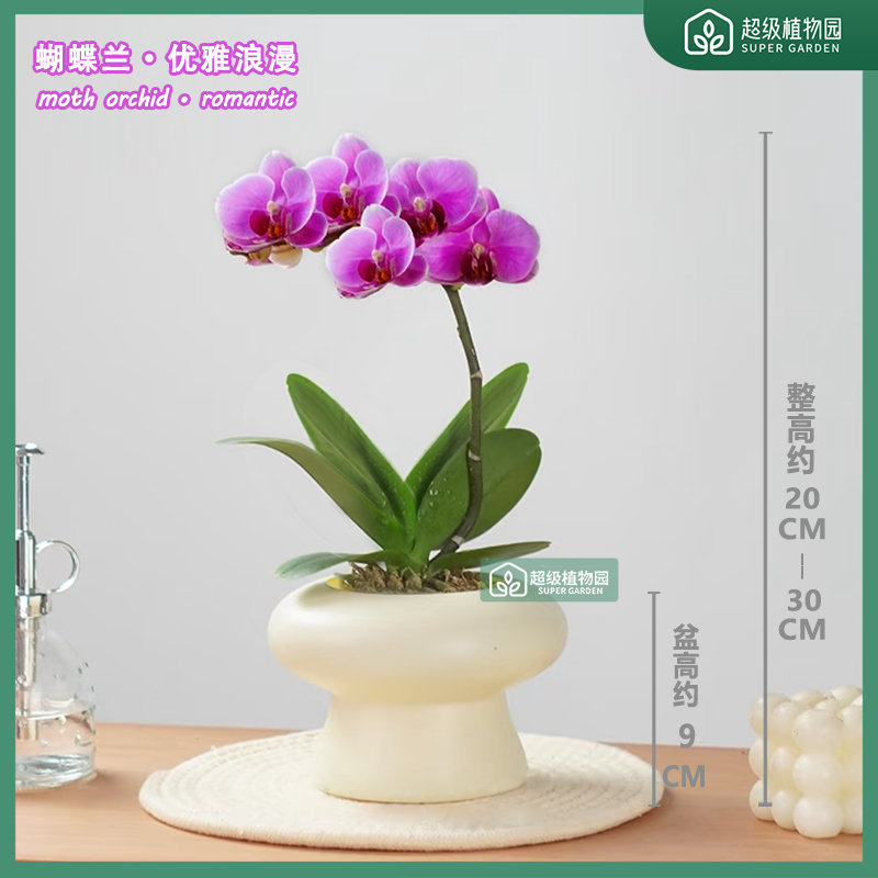 【1-2花剑带花带花苞发货】波斯猫蝴蝶兰盆栽稀有花卉绿植多季开花