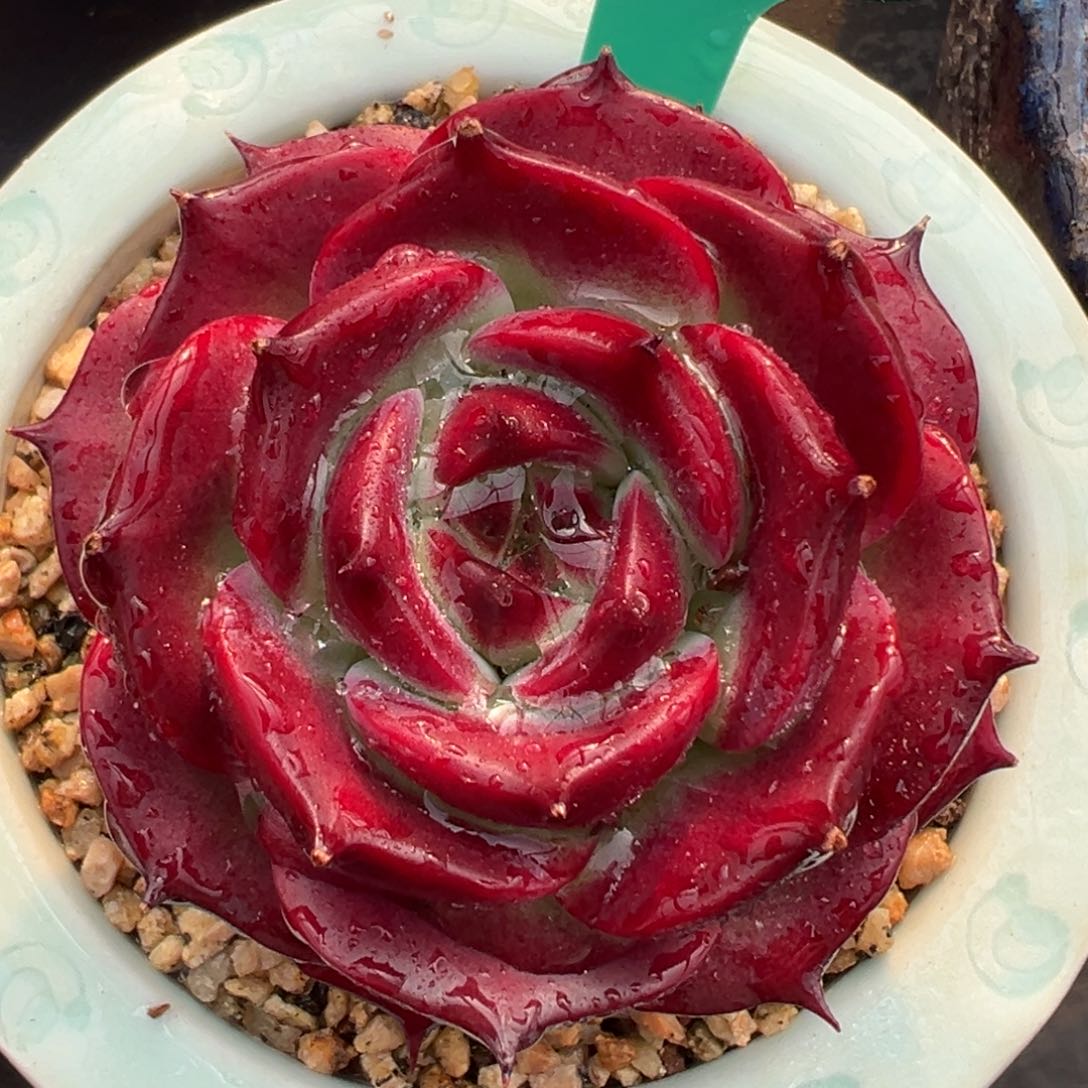 从前慢多肉精选编号0215.52