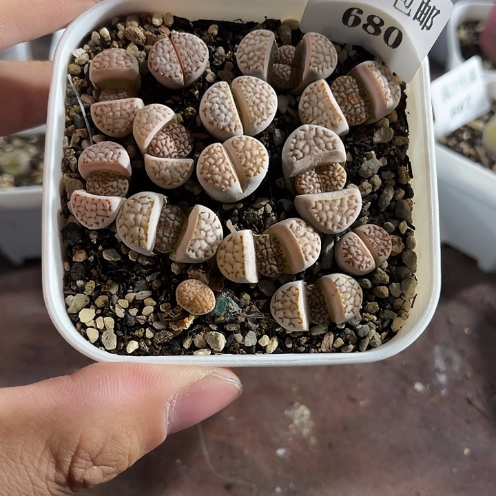 无花朵680、网纹寿丽