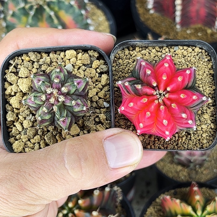 两颗一物一拍04实生