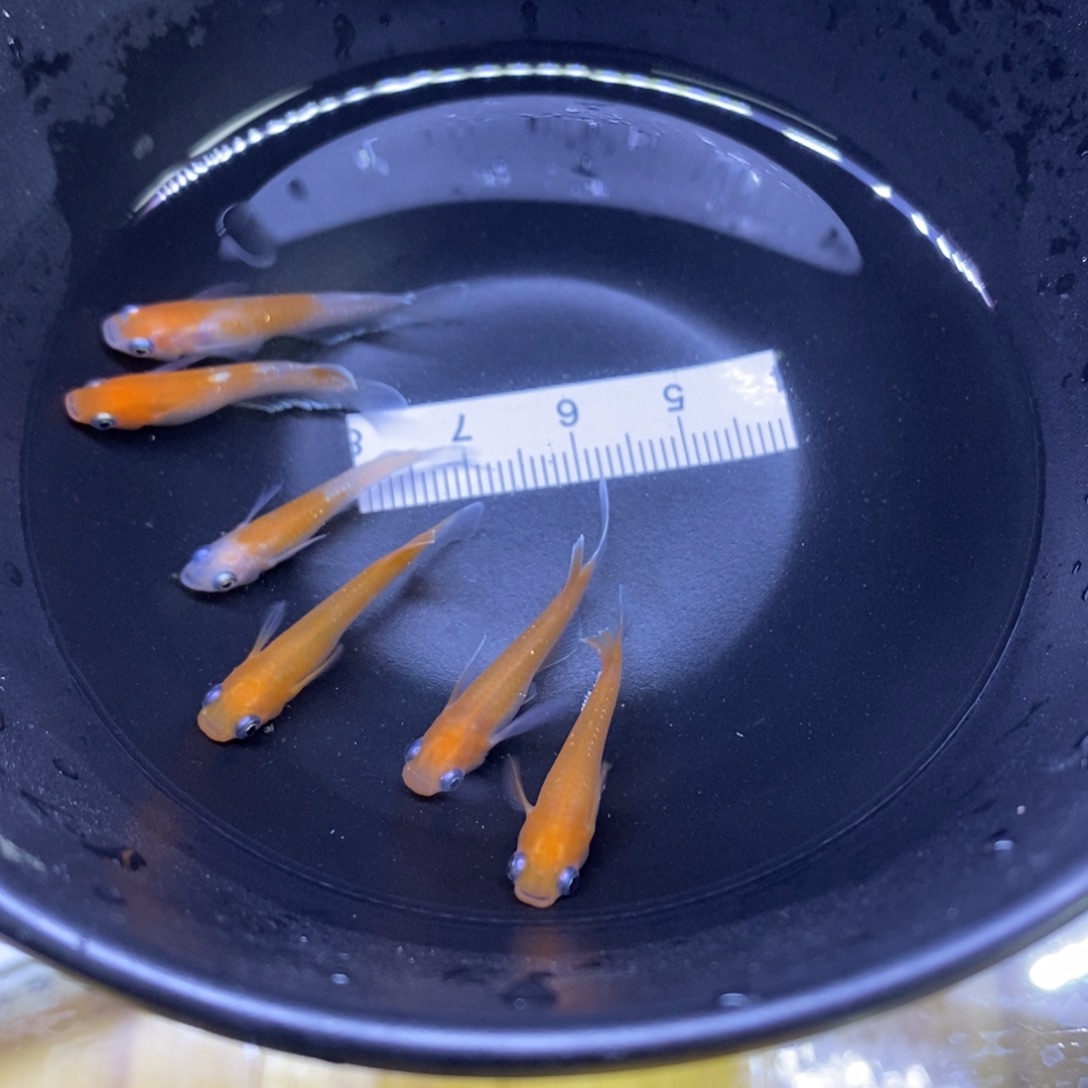 青鳉鱼赤壁赤壁17号