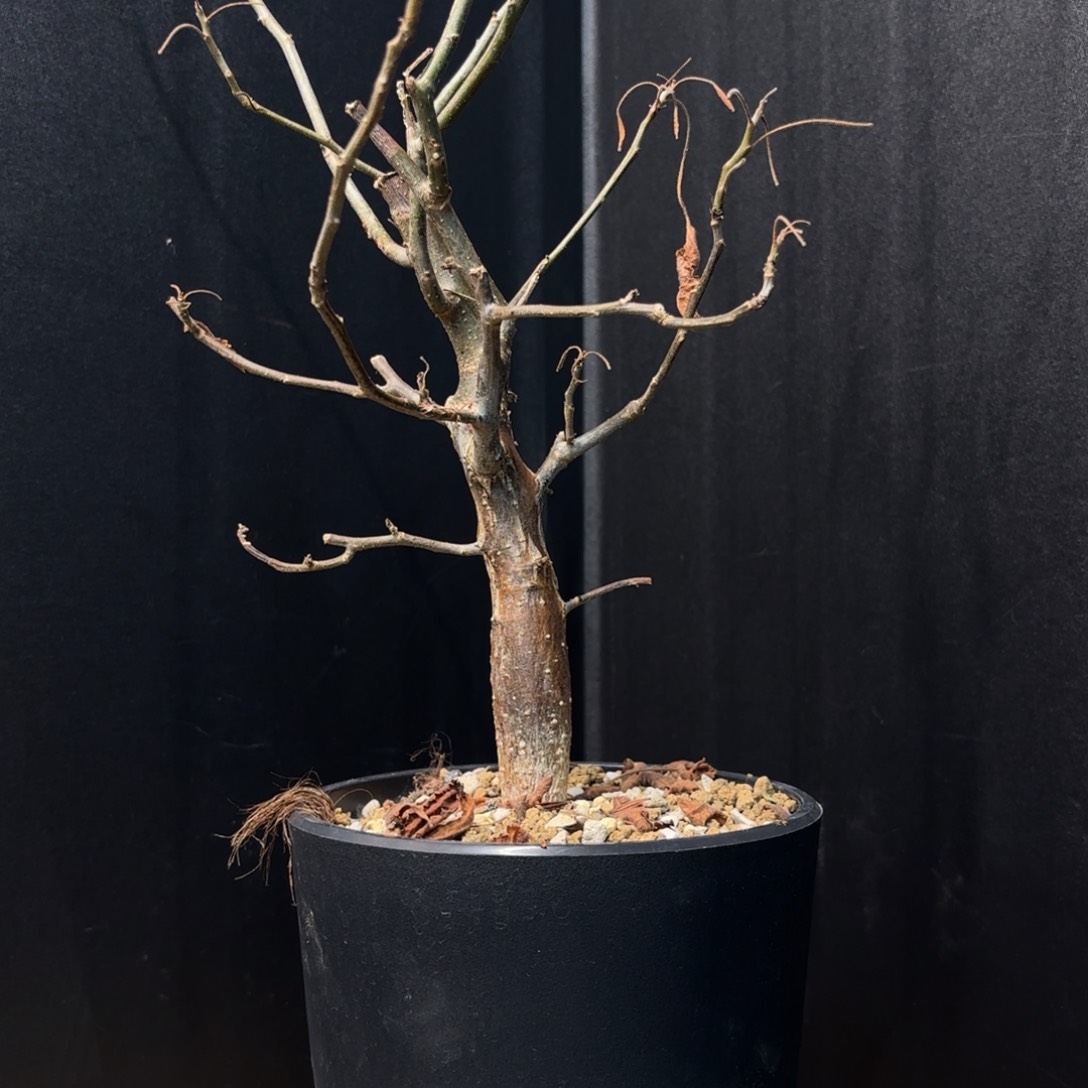 木  柯帕裂榄带盆土