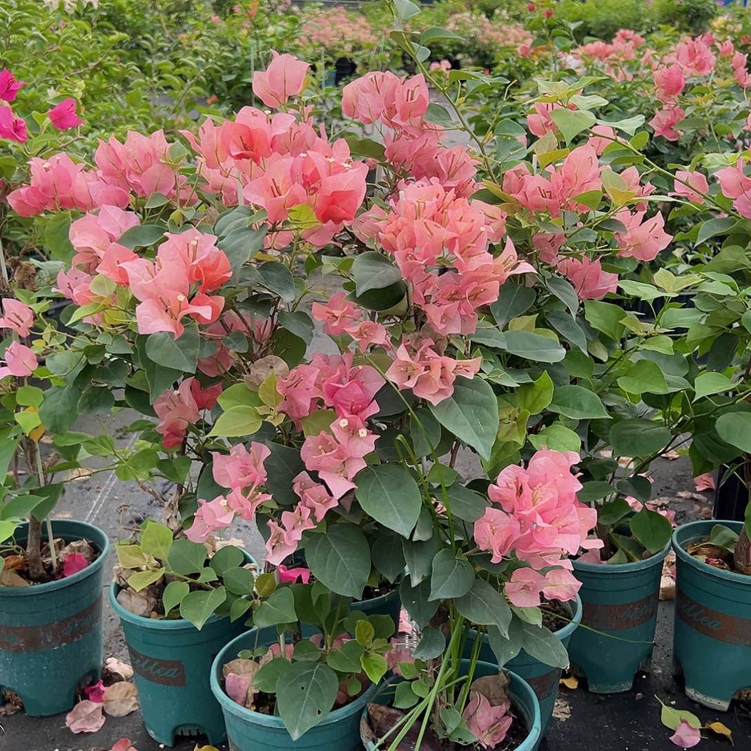 当前无花栽培后可以开花不甜西瓜带竹一颗