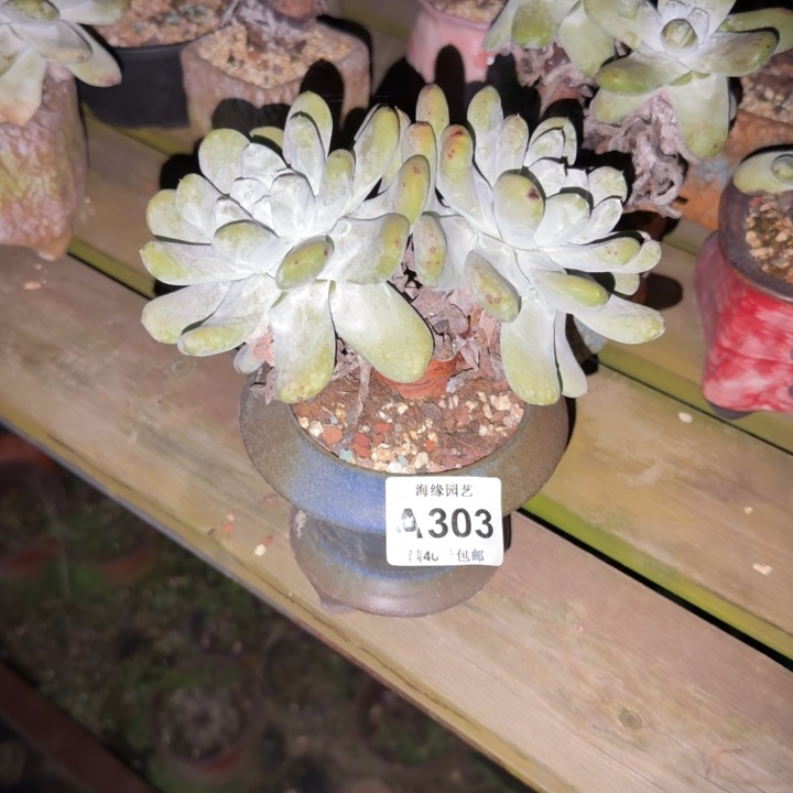 拇指仙女杯多肉植物