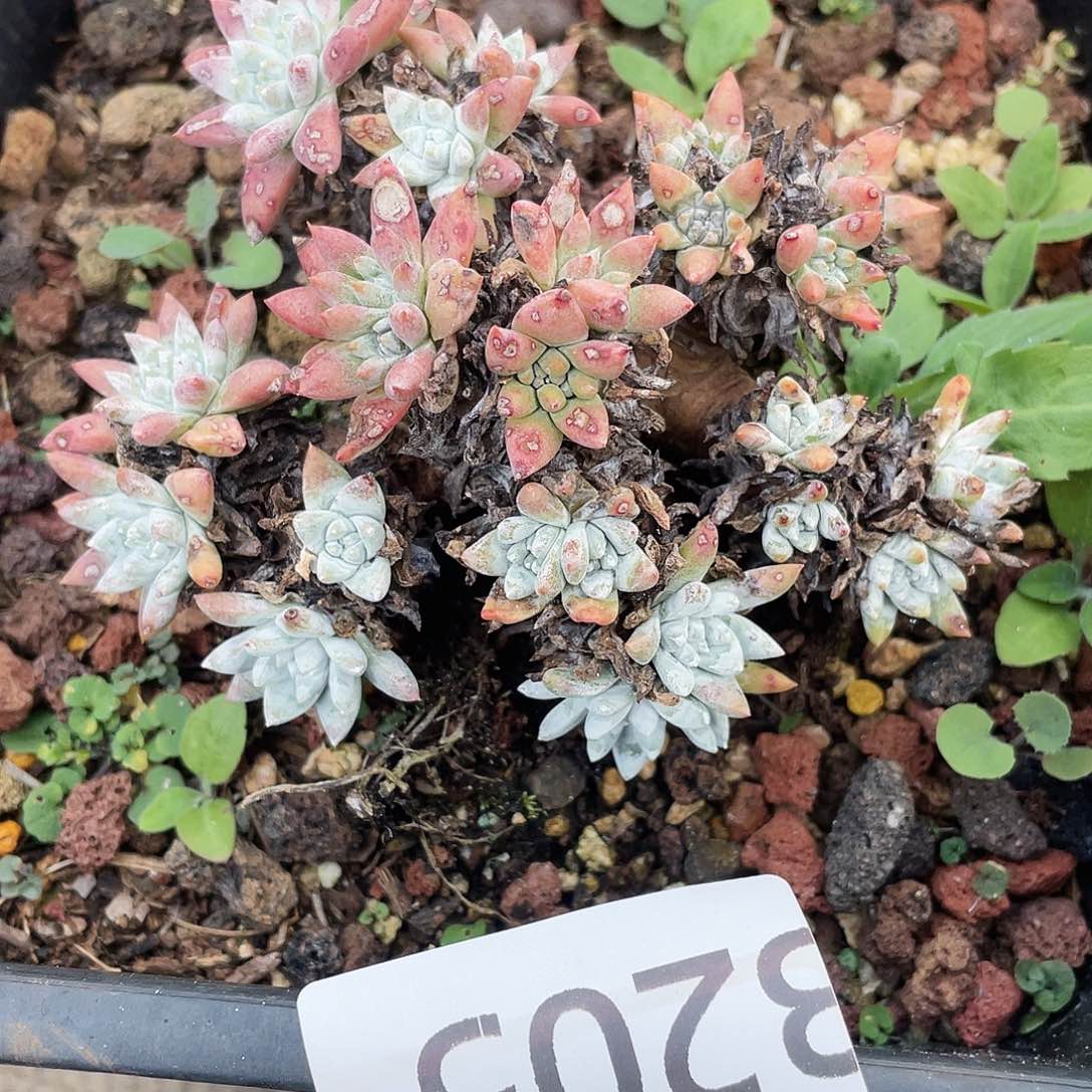 各诺马多头群生3205