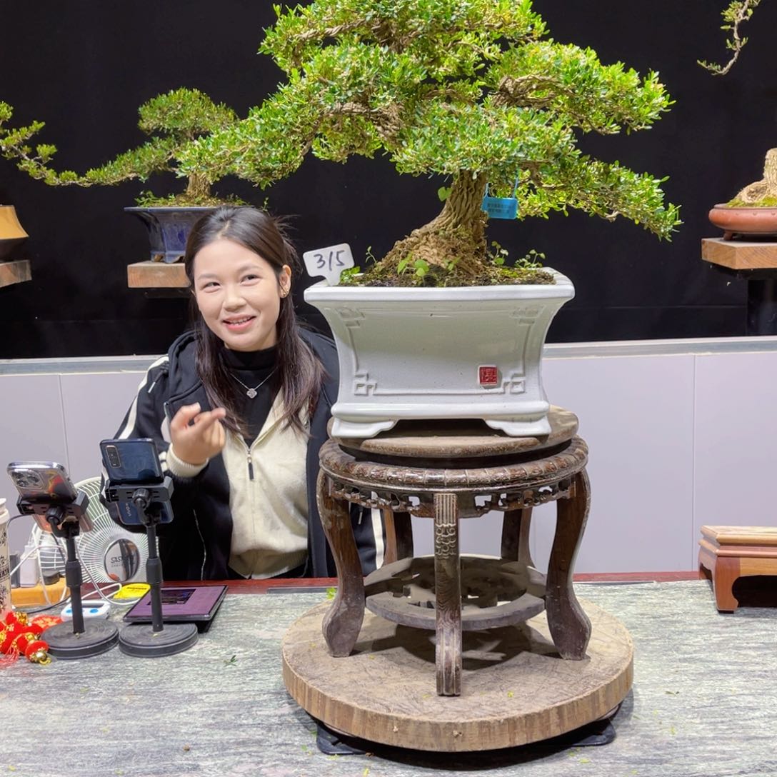 四季常青老桩黄杨盆景