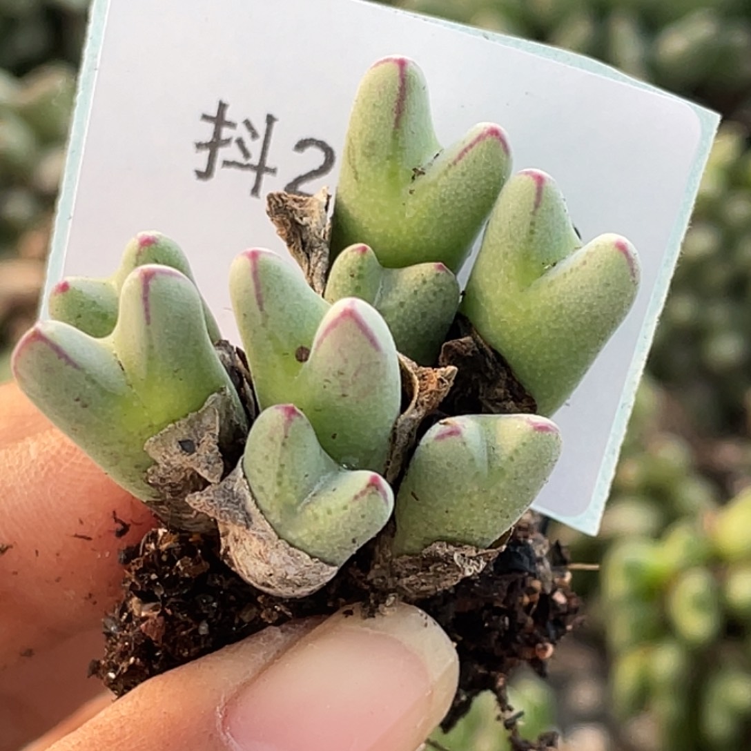 放***春28-160肉锥多肉植物