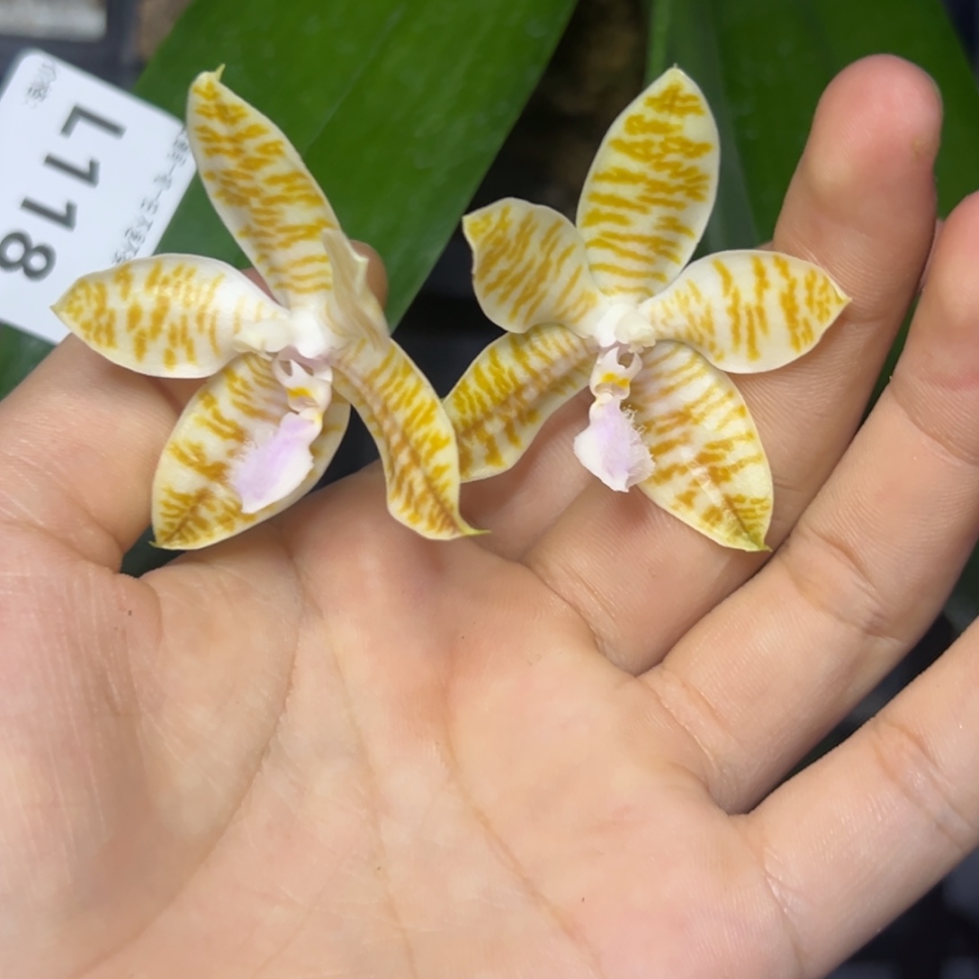 完全开放l118ys1240