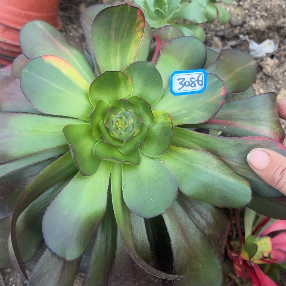 巫毒法师多肉3086