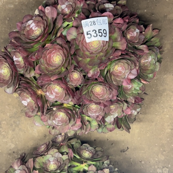 5359南万圣节不包损多肉植物