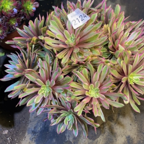 糖果粉黛多肉植物2124