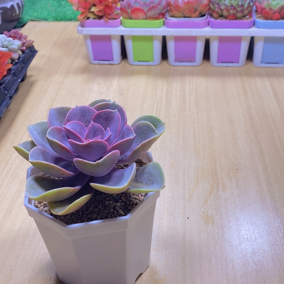 无花朵多肉植物紫珍珠90