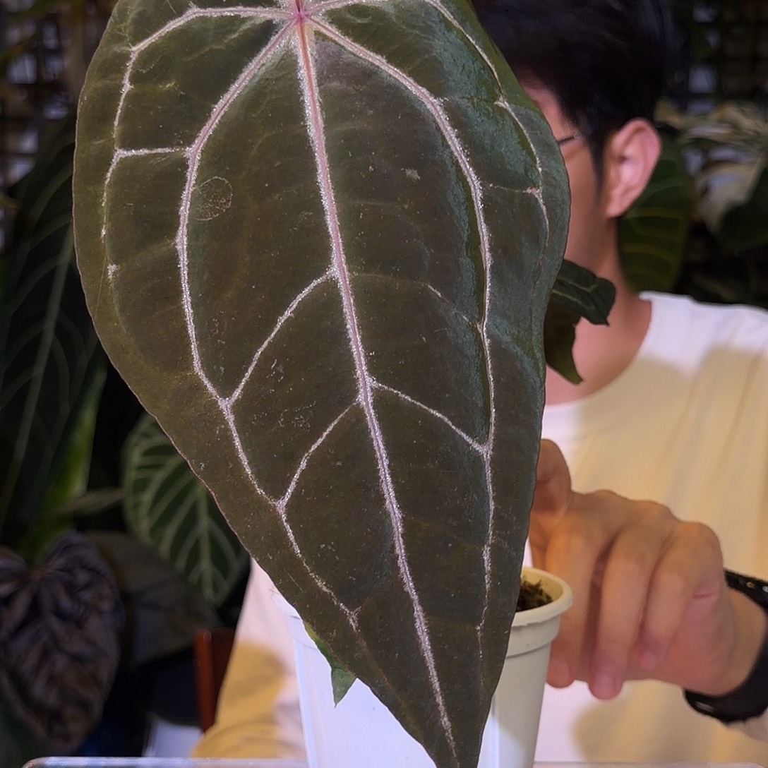 完全开放G163 流星雨杂紫水晶